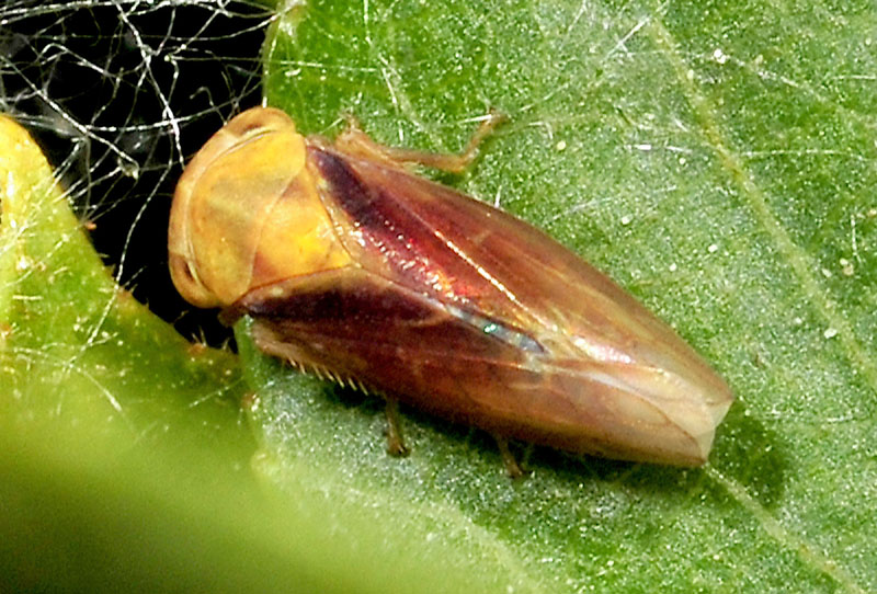 Cicadellidae da det: